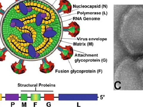 Trung Quốc: Hàng chục người nhiễm loại virus mới chết người