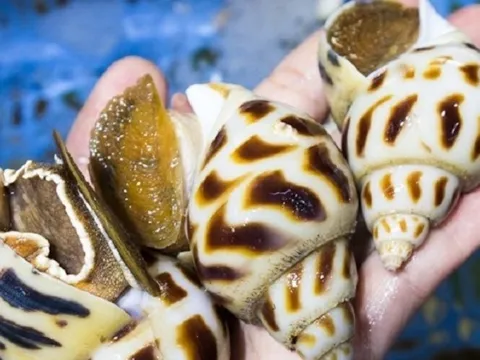Ốc hương khổng lồ, giá cả triệu đồng/kg vẫn cháy hàng