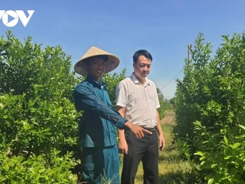 Nông dân Quảng Nam làm giàu từ trồng hoa và quất cảnh