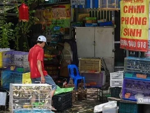 Thu mua vạn con chim rồi bán cho khách phóng sinh rằm tháng 7