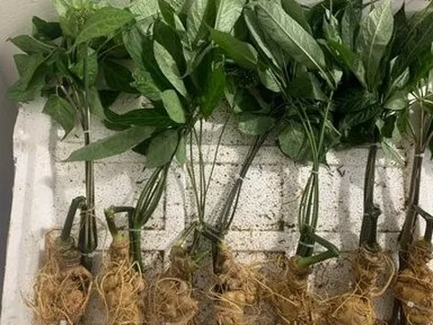 Quảng Nam: Lý do huỷ gói thầu mua cây giống sâm Ngọc Linh