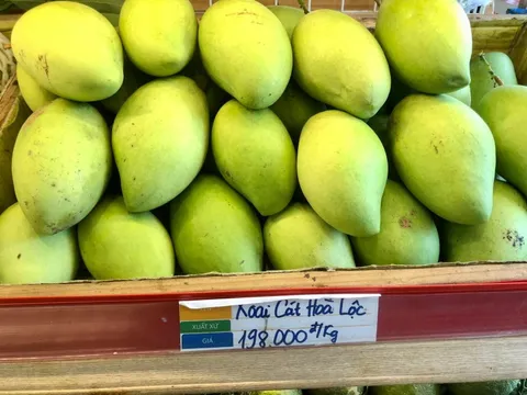 Chợ rằm tháng 7: Xoài cát Hòa Lộc giá cao khó tin