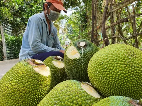 Giá mít Thái, dưa hấu, thanh long tăng vọt khi cửa khẩu phía Bắc hút hàng