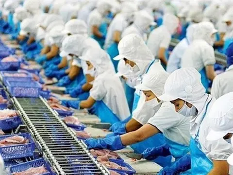 Doanh nghiệp xuất khẩu cá tra lo “đói” nguyên liệu