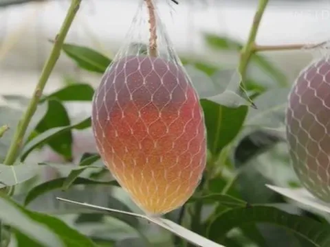 Vì sao xoài đỏ của Nhật Bản lại đắt nhất thế giới?