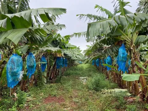 HAGL lãi sau thuế 125 tỷ đồng trong tháng 7