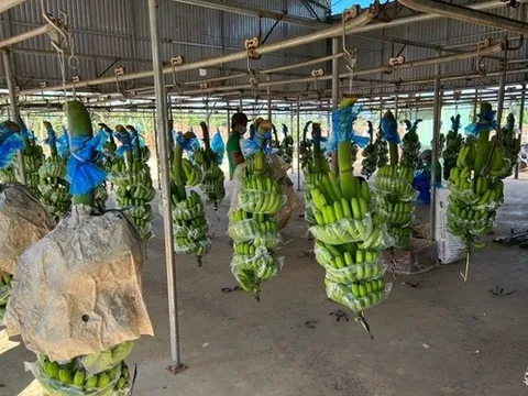 HAGL lãi 125 tỷ đồng trong tháng 7