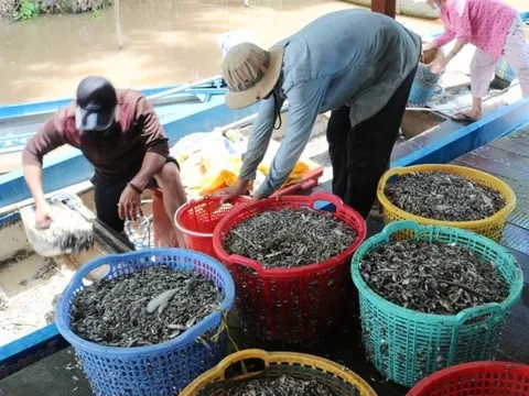 Ngư dân trúng đậm cá linh mùa lũ, thu nhập hàng triệu mỗi ngày
