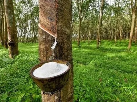 Lợi nhuận doanh nghiệp ngành cao su phân hóa trong quý II/2022