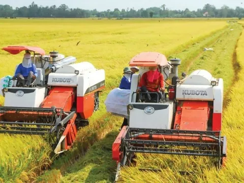 Đẩy mạnh xây dựng thương hiệu Gạo An Giang