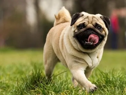 Lần đầu ghi nhận trường hợp người lây đậu mùa khỉ cho chó