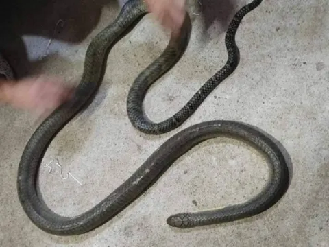 Người đàn ông tử vong vì chữa rắn độc cắn bằng mẹo dân gian