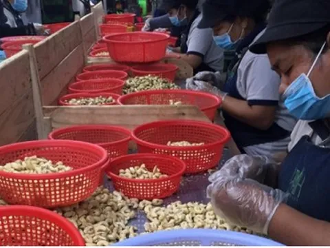 Việt Nam nhập hơn 600.000 tấn hạt điều từ Campuchia