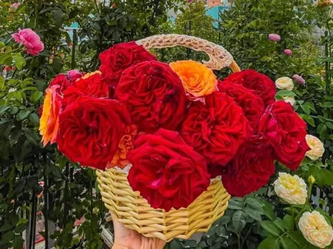 Khu vườn hoa hồng đẹp ngây ngất trên sân thượng ở TP HCM