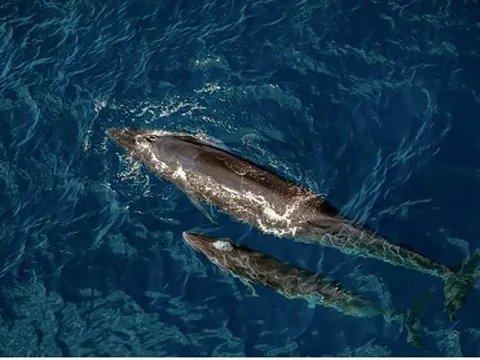 Choáng ngợp cảnh mẹ con cá voi săn mồi ở vùng biển Đề Gi