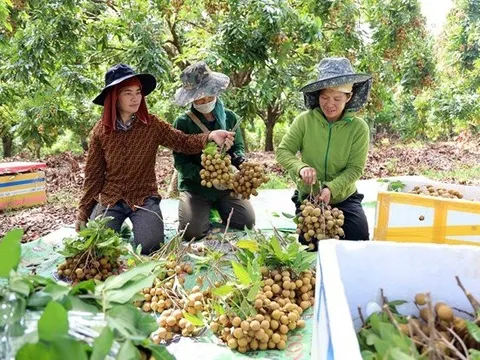 Đa dạng thị trường tiêu thụ nhãn tươi