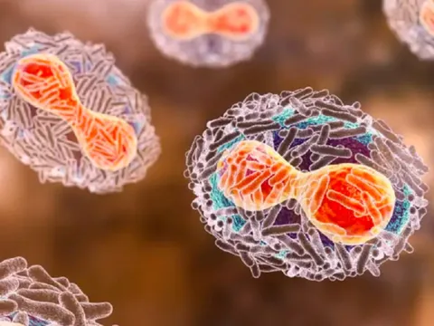 WHO kêu gọi cảnh giác sau khi phát hiện chó lây bệnh đậu mùa khỉ từ người