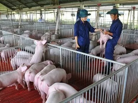 Con gái Chủ tịch Dabaco Nguyễn Như So muốn chốt lời 3 triệu cổ phiếu DBC