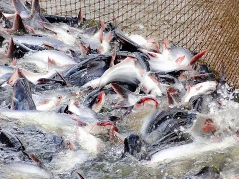 Giá cá tra cao kỷ lục