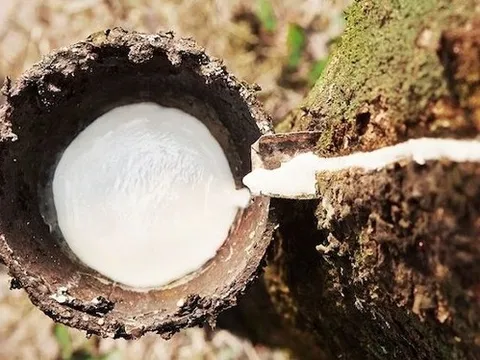 Thị trường biến động, doanh nghiệp cao su kinh doanh thế nào trong quý II?