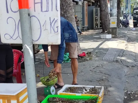 Thận trọng khi mua tôm hùm siêu rẻ