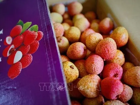 Bắc Giang thu gần 6.800 tỷ đồng từ vải thiều và các dịch vụ phụ trợ