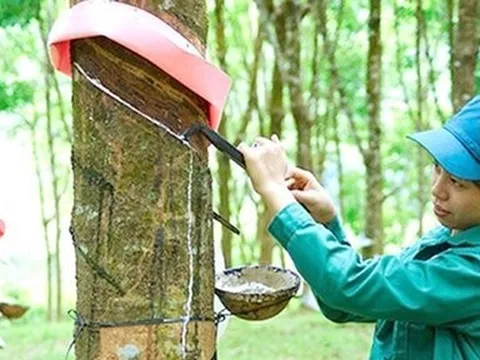 Xuất khẩu cao su đạt 1,68 tỷ USD trong 7 tháng