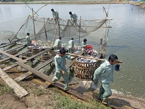 Xuất khẩu cá tra giảm tốc