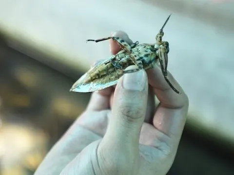 Bỏ 100 triệu đồng nuôi côn trùng, chàng trai Hà Nội thu nhập nửa tỷ đồng mỗi năm