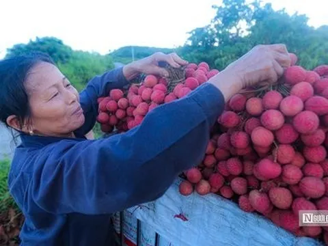 Vải thiều Bắc Giang tiêu thụ thuận lợi, thu về gần 6.800 tỷ đồng
