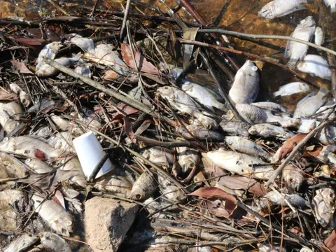 Cá chết bất thường tại hồ nước sạch cung cấp cho hàng ngàn hộ dân TP Hà Tĩnh