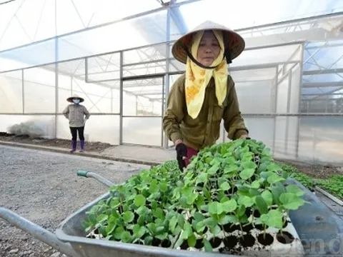 Nghịch lý “ai chơi với nông dân cũng giàu”
