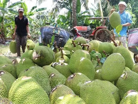 Giá mít Thái tăng trở lại