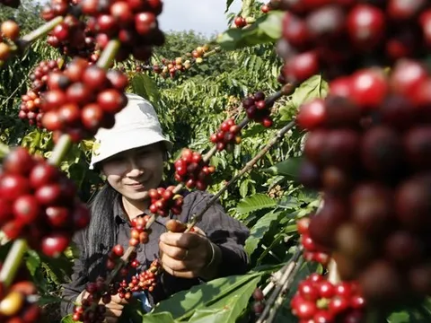 Dự trữ ở Việt Nam xuống thấp kỷ lục, đe doạ tăng mạnh giá cà phê toàn cầu