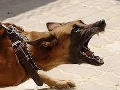 Lo bệnh dại bùng phát, tỉnh Cà Mau chỉ đạo "hoả tốc"