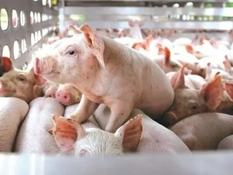 BAF chào bán 300 tỷ đồng trái phiếu "3 không", lãi suất 10,5%