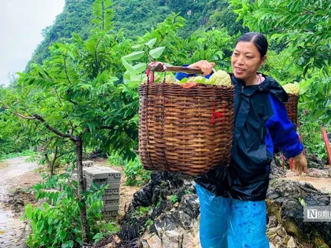 "Vàng trên núi" giúp thôn bản ở Lạng Sơn có 60-70% hộ giàu