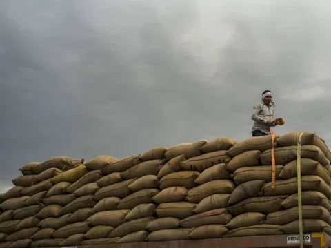 Ấn Độ dự tính hạn chế xuất khẩu gạo, thị trường thế giới lo lắng