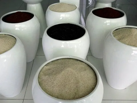 Bangladesh mua hàng trăm ngàn tấn gạo của Việt Nam