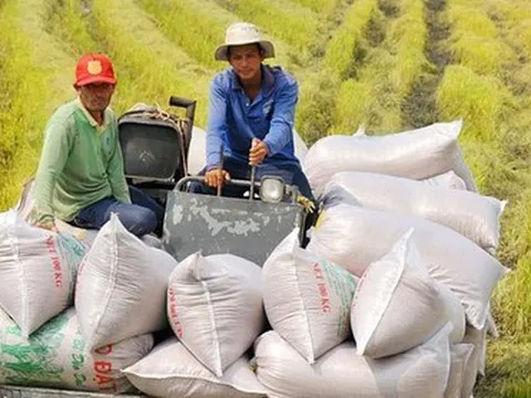 Đề án 1 triệu ha lúa chất lượng cao: Cần tránh 'vết xe đổ'