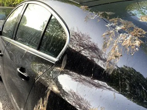 Tác hại ít ai biết của phân chim với sơn xe và cách khắc phục