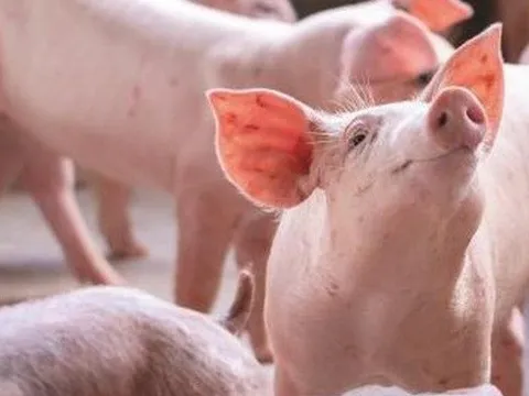 Sức hấp dẫn của thị trường chăn nuôi heo: Bầu Thuỵ nhập cuộc