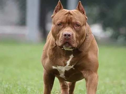 Thanh Hóa: Nữ chủ nhà bị chó pitbull cắn tử vong