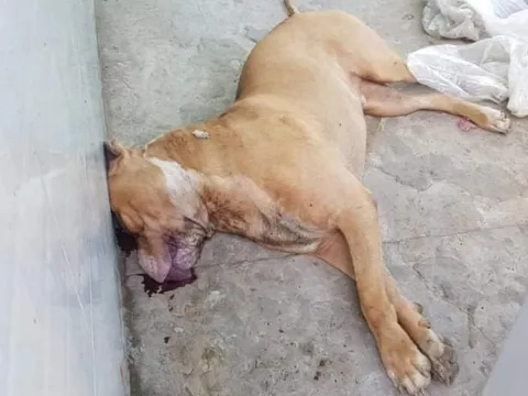 Vụ nữ chủ nhà bị chó Pitbull cắn tử vong: Tiêu hủy con chó "phản chủ"