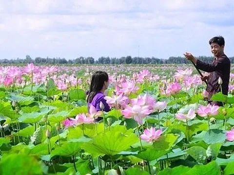 Phát triển sen Đồng Tháp: Không chỉ bán sản phẩm mà bán cả câu chuyện về sen