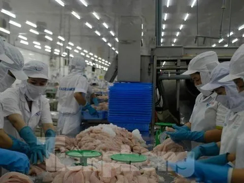 Xuất khẩu cá tra tiếp tục tăng trưởng khả quan, 8 tháng đạt gần 1,8 tỷ USD