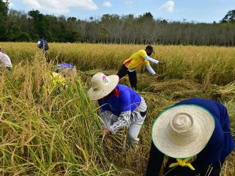 Thái Lan, Việt Nam bắt tay tính cách nâng giá gạo cao hơn