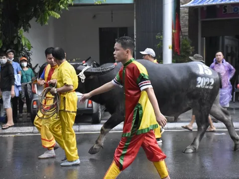 Ban tổ chức lễ hội chọi trâu Đồ Sơn lên tiếng nghi vấn trâu chọi bị tiêm chất kích thích