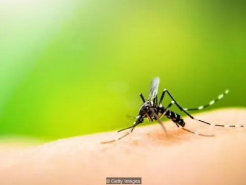 Những lý do thú vị khiến bạn thường xuyên bị muỗi đốt nhiều hơn người khác