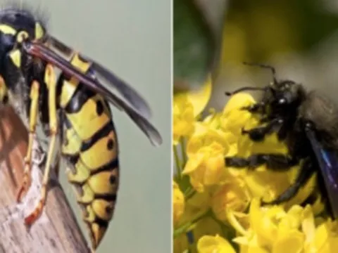 Bị ong vò vẽ đốt bé gái 3 tuổi nguy kịch